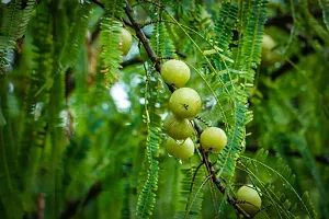 Platone Amla Plant AMLAPLANT OO-thumb1