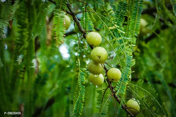 Platone Amla Plant AMLAPLANT OO-thumb2