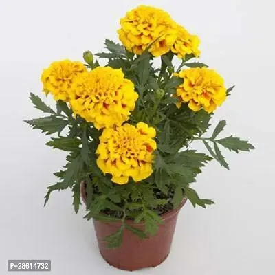 Platone Marigold Plant ValPlantnt_553