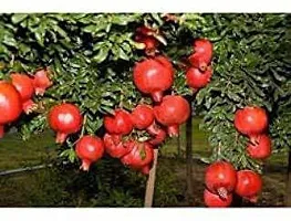 Platone Pomegranate Plant Live Red AnarPomegranate Fruit Plant-thumb2