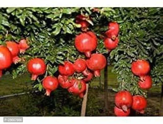 Platone Pomegranate Plant Live Red AnarPomegranate Fruit Plant-thumb3