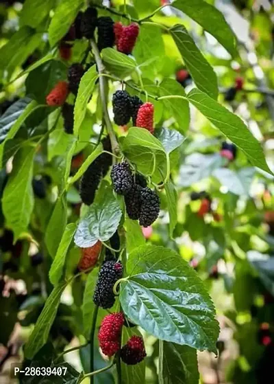 Platone ShahtootMulberry Plant Mulberry liveplant-thumb0