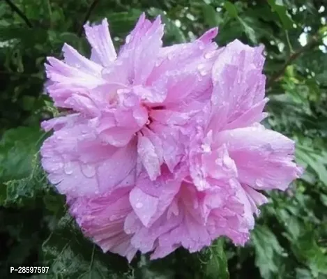 Platone Hibiscus Plant Hibiscus Plant