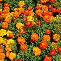 Platone Marigold Plant Plants Garden Marigold Jafri Flower-thumb2