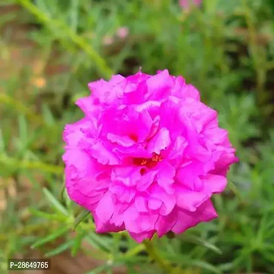 Platone Portulaca Plant GSDLANTOJ_860-thumb0