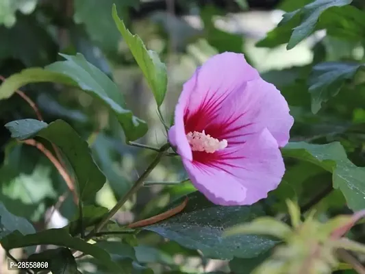 Platone Hibiscus Plant green1 hibiscus plant