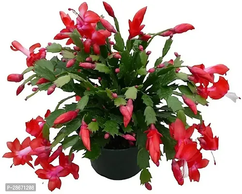 Platone Christmas Cactus Plant Christmas cactus live plant-thumb0