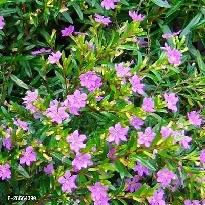 Platone Jasmine Plant Live (Kufiya) Mexican heather Flower Plant ( 1 Healthy Live Plant )s