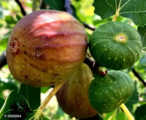 Platone GularCluster Fig Plant GreenyOn