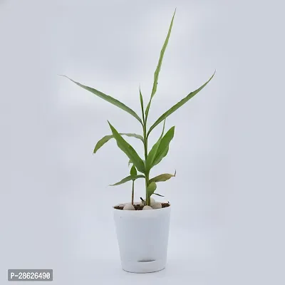 Platone ElaichiCardamom Plant Live Cardamon- GreenChoti Elaichi plant With Self Watering Pot