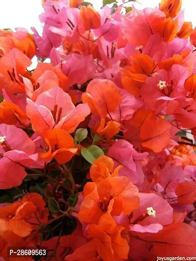 Platone Bougainvillea Plant E-GRDN_230