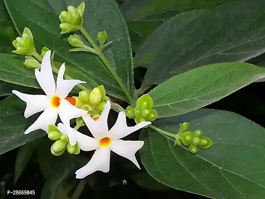 Platone Night Bloom Jasmine Plant HARSINGAR PLANT