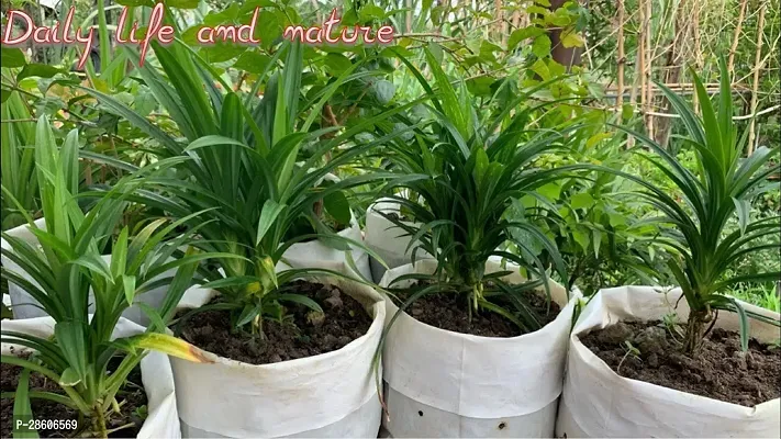 Platone Basmati Plant PAYES+BIRYANI +BASMATI PLANT