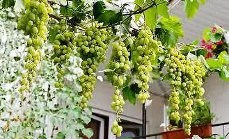 Platone Grape Plant GRAPES PLANT SSRRYY-thumb1