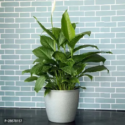 Platone Peace Lily Plant PEACE LILY FLOWER PLANT-P48