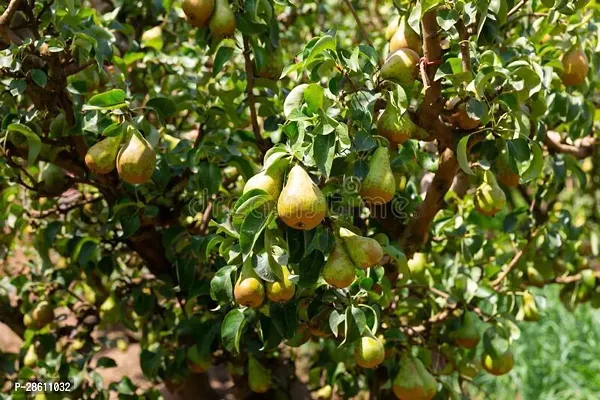 Platone Pear Plant Nashpati fruit plant-thumb2