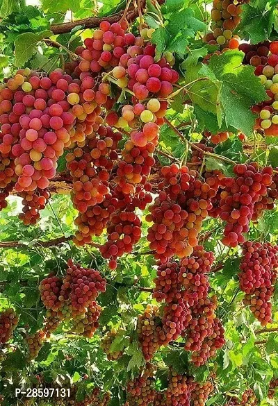 Platone Grapes Plant SweetSeedless Red Grape Plant