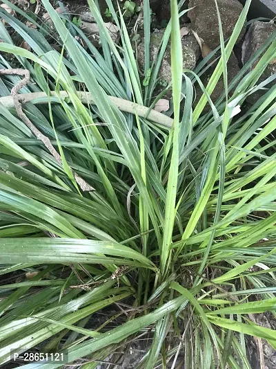 Platone Lemon Grass Plant Lemon Grass-thumb0