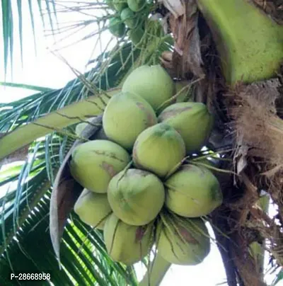 Platone Coconut Plant Hybrid DXT Dwarf Coconut Plant A2-thumb0
