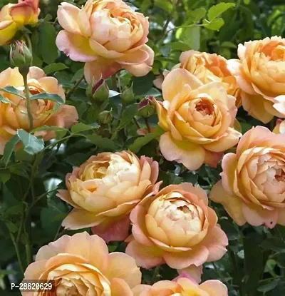 Platone Rose Plant Lady of Shalott RoseEnglish Rose Charming Live Plant-thumb0