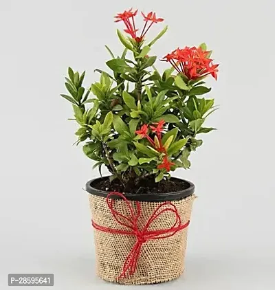 Platone Trothic IxoraChethi Plant Trothic Ixora Chethi Red Plant Live Flower Disha-9994