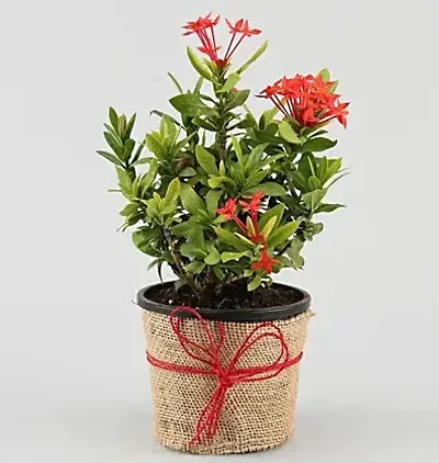 Best Selling Plant & Planters 