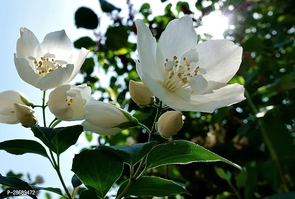 Platone Jasmine Plant Jasmine Live Plant