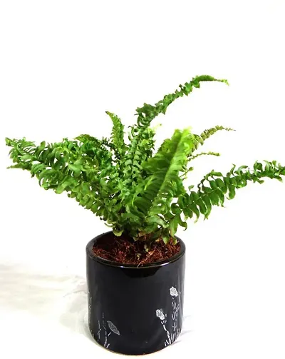 Hot Selling Plant & Planters 