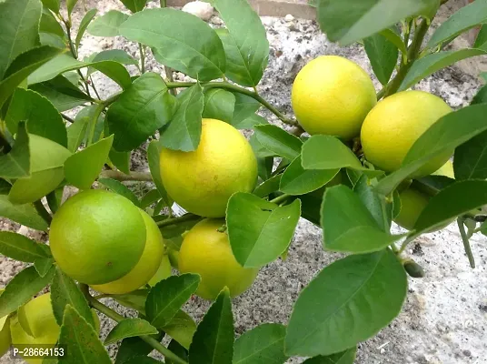 Platone Lemon Plant E-GRDN_838-thumb0