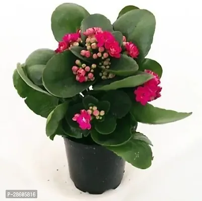 Platone Kalanchoe Plant Kalanchoe Combo Plat-thumb0