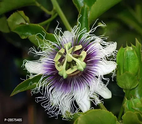 Platone Passion Plant PASSION FLOWER SA-thumb2