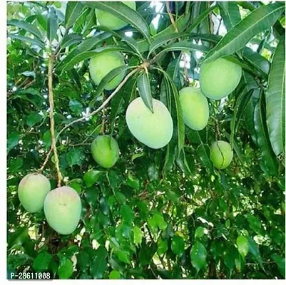 Platone Mango Plant SL_Mango67