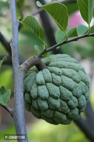 Platone Custard Apple Plant Custard apple plantAta fruit-thumb0