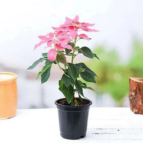 Hot Selling Plant & Planters 