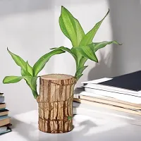 Brazil Bamboo Long Live Plant without Pot-thumb2