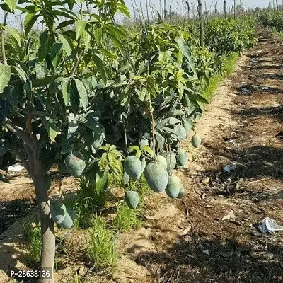 Platone Mango Plant MANGO PLANT 09