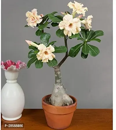 Platone Adenium Plant 256