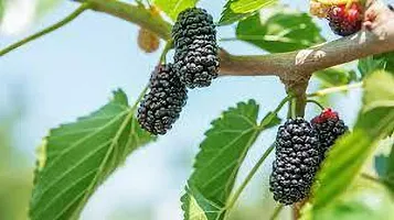 Platone Berry Plant MULBERRY PLANT TRE-thumb1