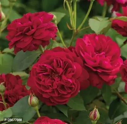 Platone Rose Plant Red rose-thumb0