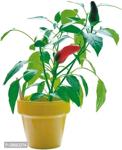 Platone MirchChilli Plant RS-mirchi011