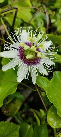 Platone Passion Plant Passion live plant-thumb1