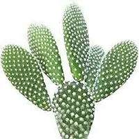 Platone Bunny Ear Cactus Bunny Ear Cactus-thumb1