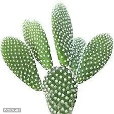 Platone Bunny Ear Cactus Bunny Ear Cactus-thumb2