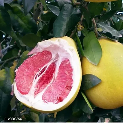 Platone Lemon Plant Pomelo Big Size Sweet Citrus Lemon Plant. CF06-thumb0