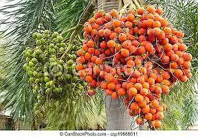 Platone Betel NutSupari Plant Redwingz Asam Live Palm Tree Areca Catechu Supari Arecanut Betel Plant For Lawn Shade Garden Plant-(1 Healthy Live Plan 2-3ft.-thumb2