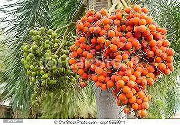 Platone Betel NutSupari Plant Redwingz Asam Live Palm Tree Areca Catechu Supari Arecanut Betel Plant For Lawn Shade Garden Plant-(1 Healthy Live Plan 2-3ft.-thumb3