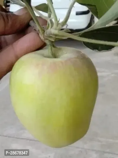 Platone Elephant Apple Plant Click apple plant