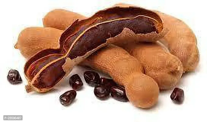 Platone Tamarind Plant GASD924-thumb0