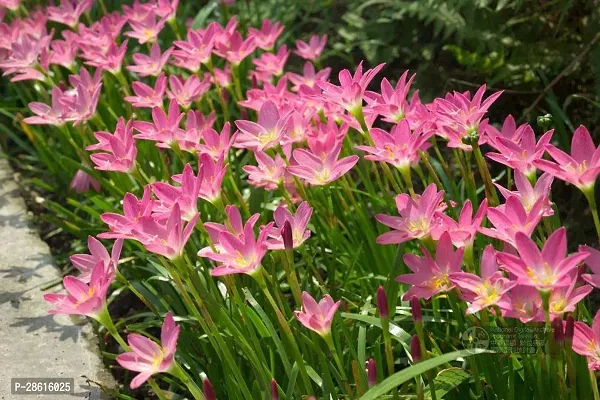 Platone Lily Plant TIGmlily19