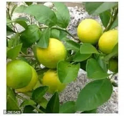 Platone Lemon Plant Exotic Tropical Fruit Meyer Lemon Citrus Plant (1 Healthy Live Seedling Plant)-thumb0